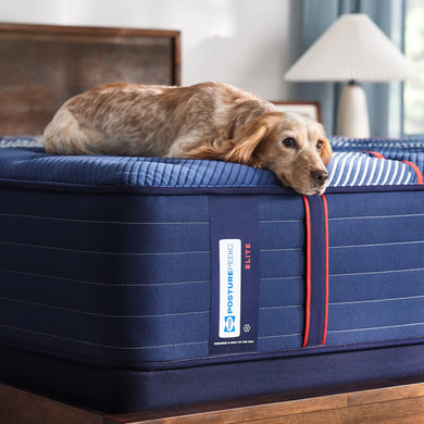 A relaxed dog resting comfortably on the plush blue quilted surface of the Sealy Posturepedic® Elite Albany 14-inch Firm Mattress, emphasizing the mattress's inviting comfort and supportive build, with the mattress's branding clearly visible.
