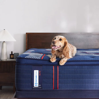 A golden cocker spaniel lounges happily on a Sealy Posturepedic® Elite Albany mattress placed on a wooden bed frame. The navy blue mattress features white diagonal striped patterns and red accent lines, with the Posturepedic Elite label clearly visible on the side. A white bedside lamp sits on a dark wooden nightstand next to the bed. The bedroom has light gray walls, creating a calm, minimalist setting that highlights both the pet-friendly mattress and the comfortable home environment.